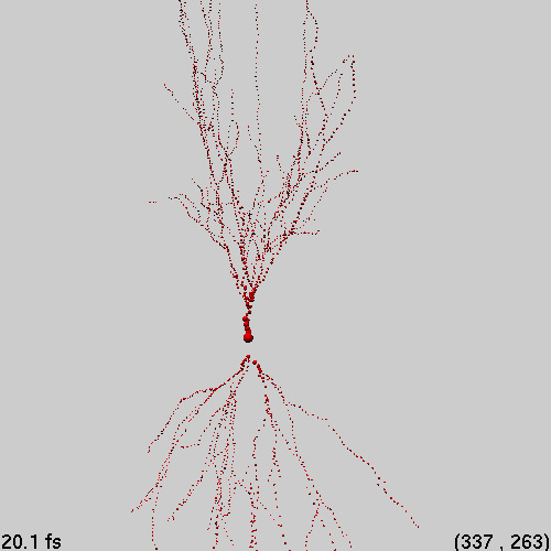 Drosophila neuron